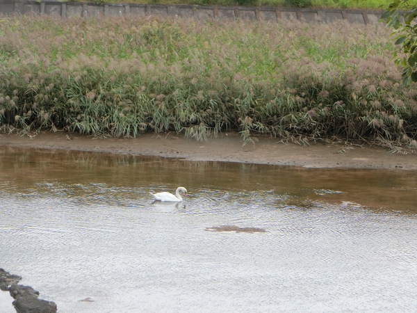 高松市の新川で見かけたのは白鳥？