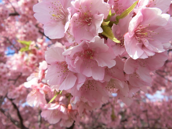 ふたりで桜吹雪の下を歩いた✿