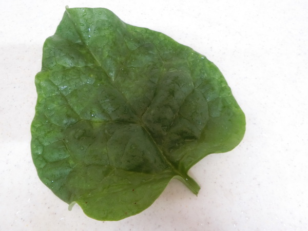 このハート型の葉野菜は何だ？