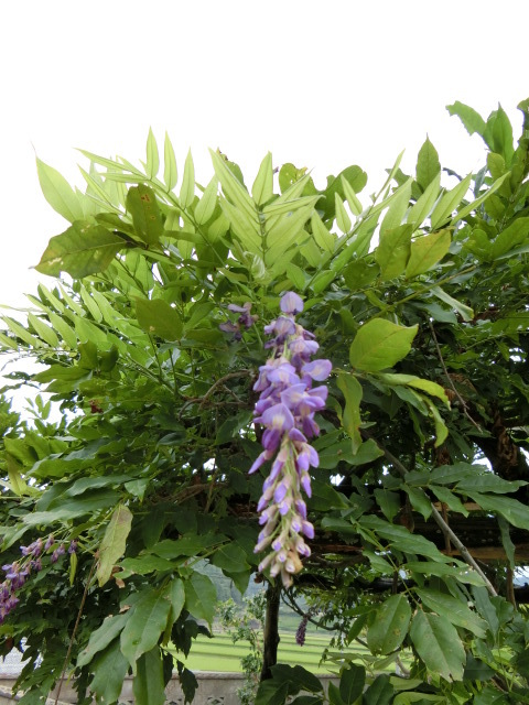 籐の花が今頃咲いていた❀