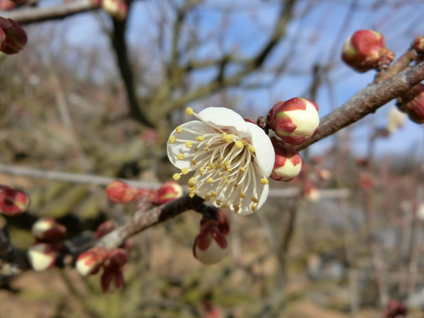 花あるところには人は群れる