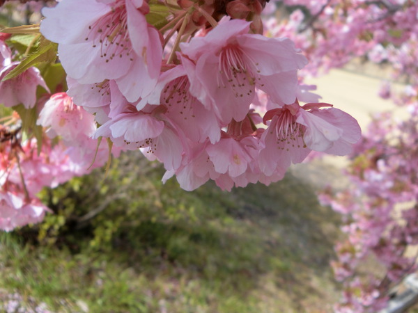 ふたりで桜吹雪の下を歩いた✿