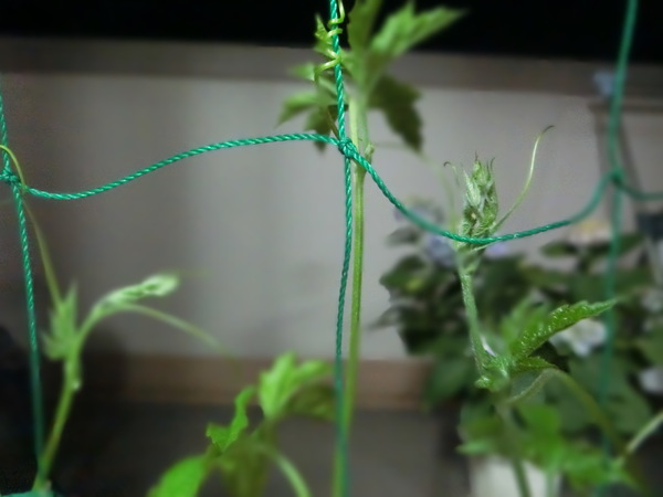 こんなちっちゃな楽しみなんだわ。