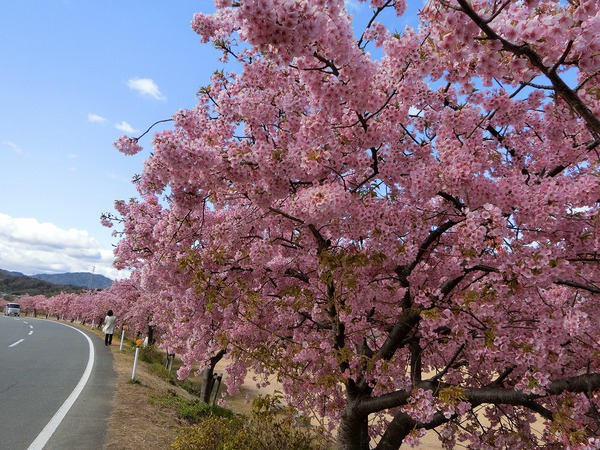 ふたりで桜吹雪の下を歩いた✿
