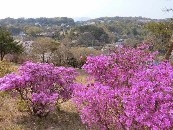 毎年思うのよね。今年の桜も最高✿