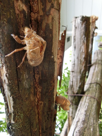 田舎の家はまるでセミ屋敷のよう