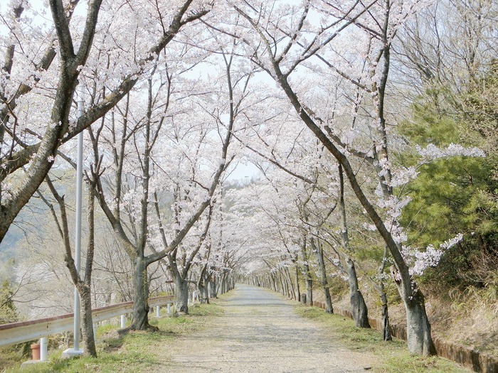 毎年思うのよね。今年の桜も最高✿