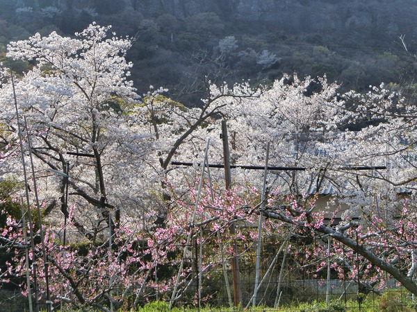 今日もサクラ日、ウコン桜？