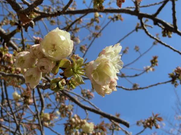 今日もサクラ日、ウコン桜？