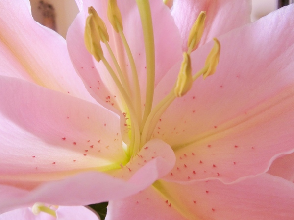仏壇の花は華やかに✿