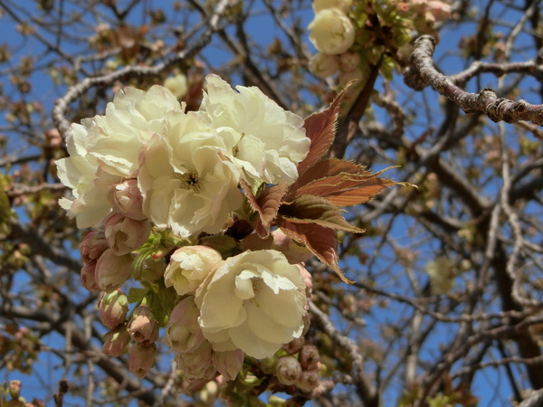 今日もサクラ日、ウコン桜？