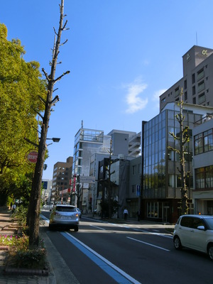 ワタシの願い！街路樹の紅葉を見せて・・・。