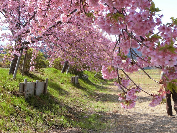 ふたりで桜吹雪の下を歩いた✿