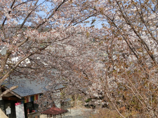 今日もサクラ日、ウコン桜？