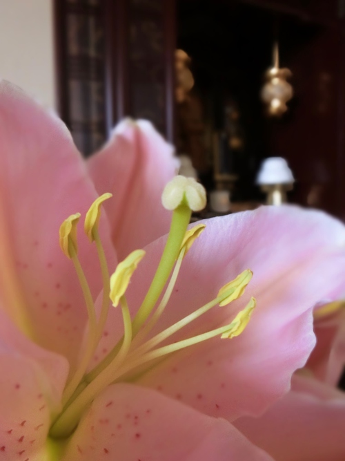 仏壇の花は華やかに✿