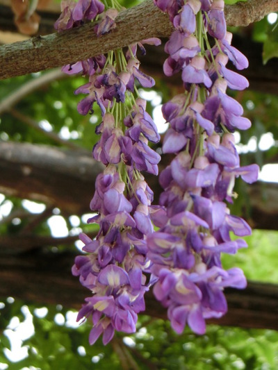 籐の花が今頃咲いていた❀