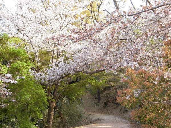 今日もサクラ日、ウコン桜？