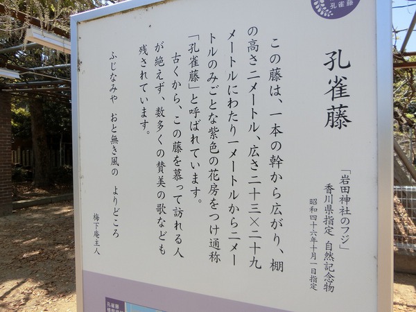 １週間早かった岩田神社の藤