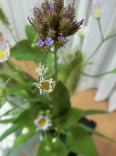 空と野の花と秋