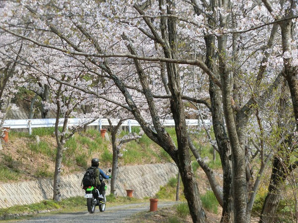 毎年思うのよね。今年の桜も最高✿