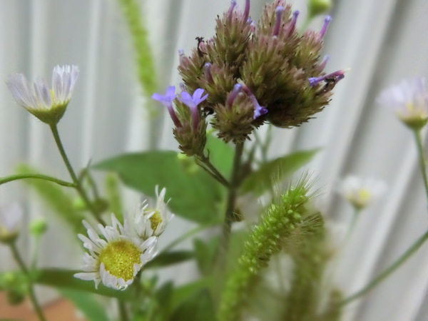 空と野の花と秋
