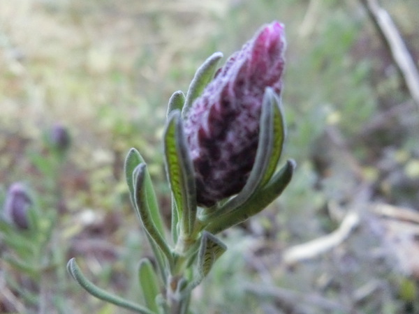 かをる家の花が待っていたのに