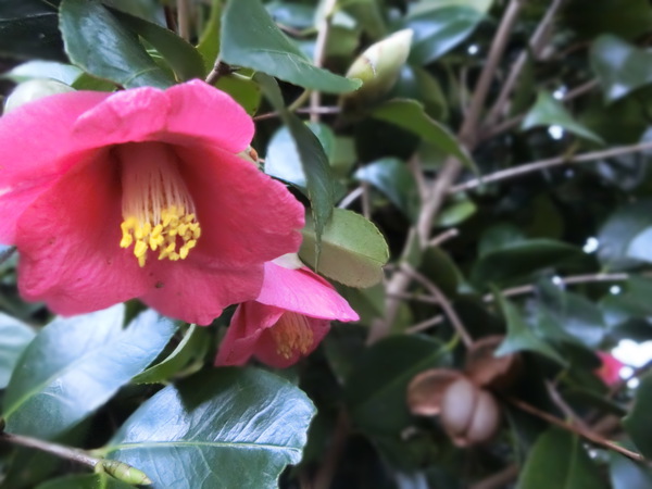 かをる家の花が待っていたのに