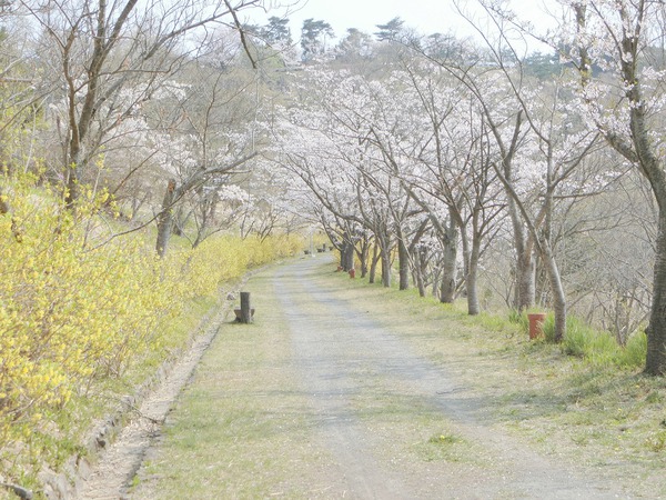 毎年思うのよね。今年の桜も最高✿