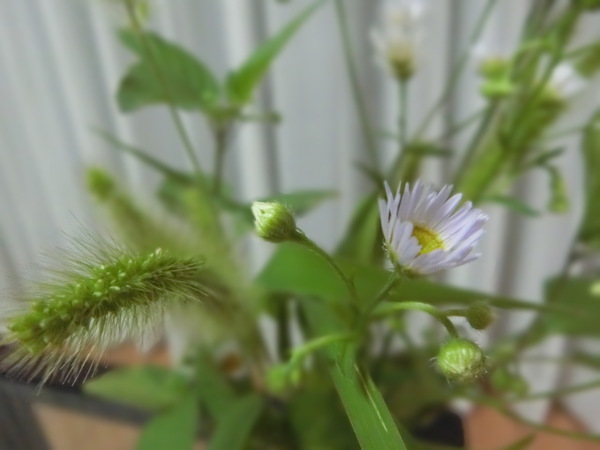 空と野の花と秋