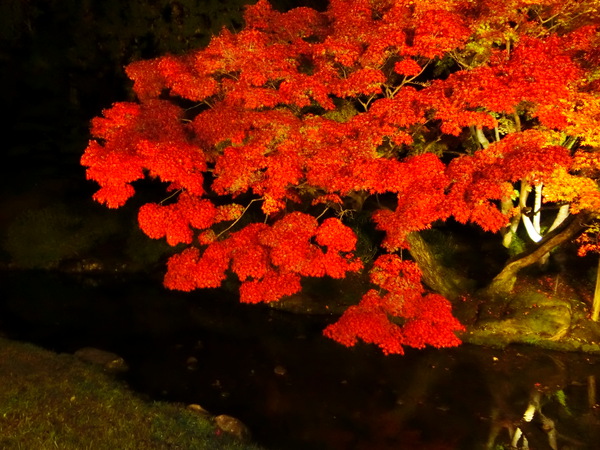 紅葉のライトアップは、幻想的でロマンティック
