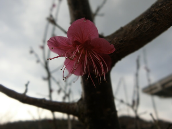 かをる家の花が待っていたのに