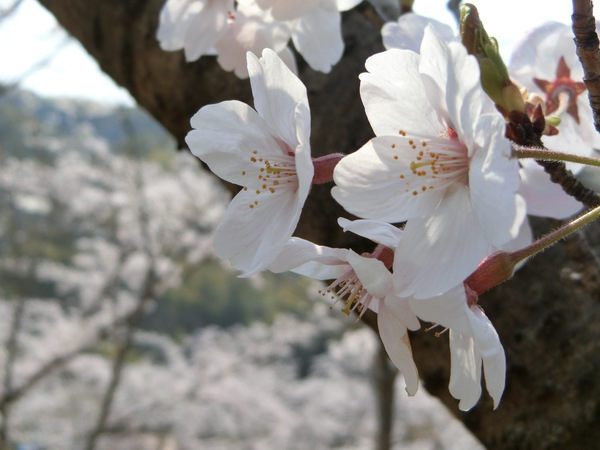 毎年思うのよね。今年の桜も最高✿