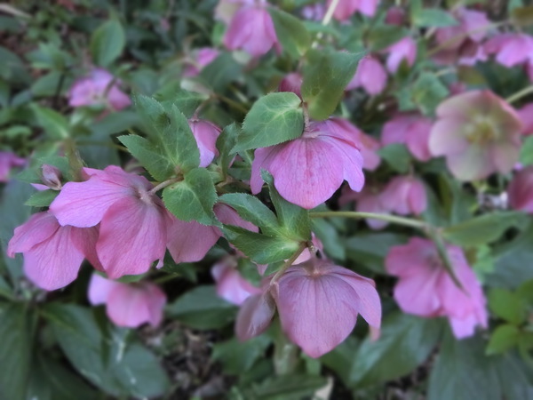 かをる家の花が待っていたのに