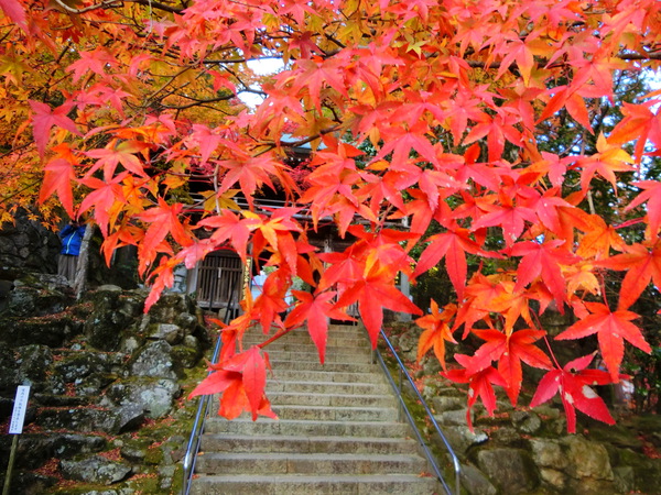 最高の紅葉