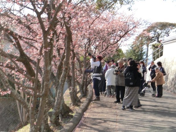 テレビの力はすごい「寒桜で花見」