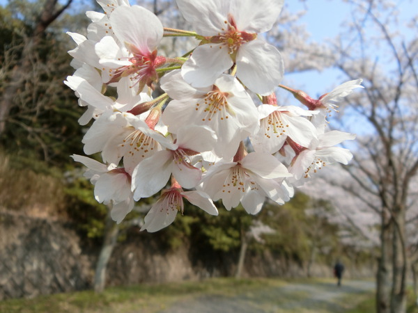 オバアサンなんて、一生呼ばれたくないけど