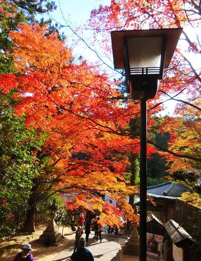 最高の紅葉
