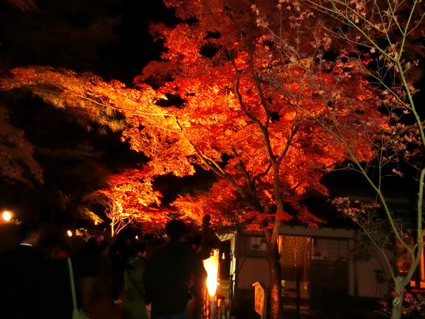 紅葉のライトアップは、幻想的でロマンティック