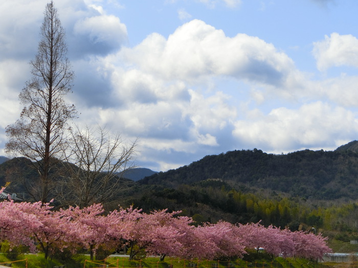 ふたりで桜吹雪の下を歩いた✿