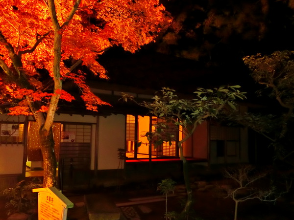 紅葉のライトアップは、幻想的でロマンティック
