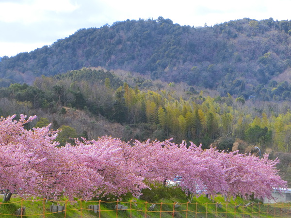 ふたりで桜吹雪の下を歩いた✿