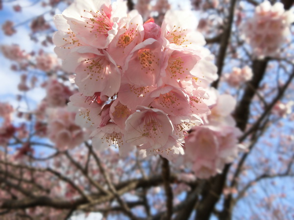 テレビの力はすごい「寒桜で花見」