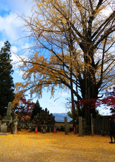 最高の紅葉