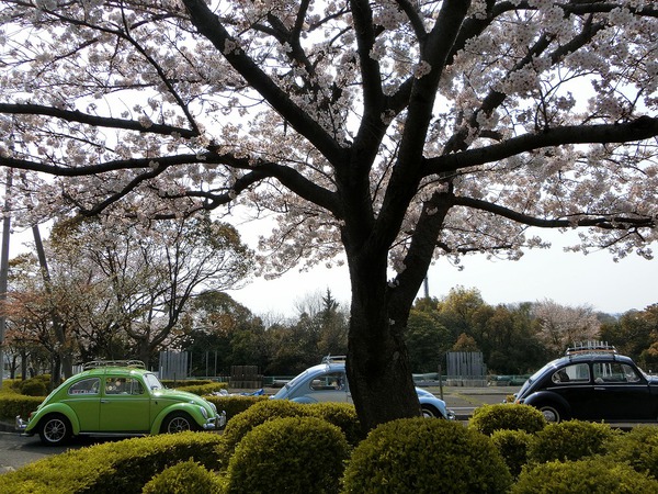 毎年思うのよね。今年の桜も最高✿