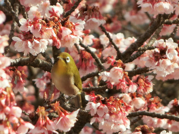 テレビの力はすごい「寒桜で花見」