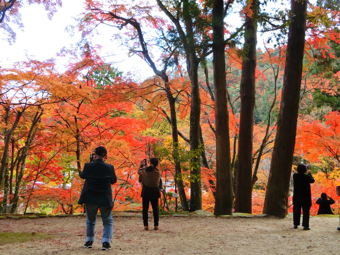 最高の紅葉