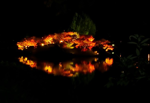 紅葉のライトアップは、幻想的でロマンティック