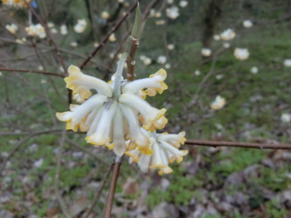 この花、何だ～