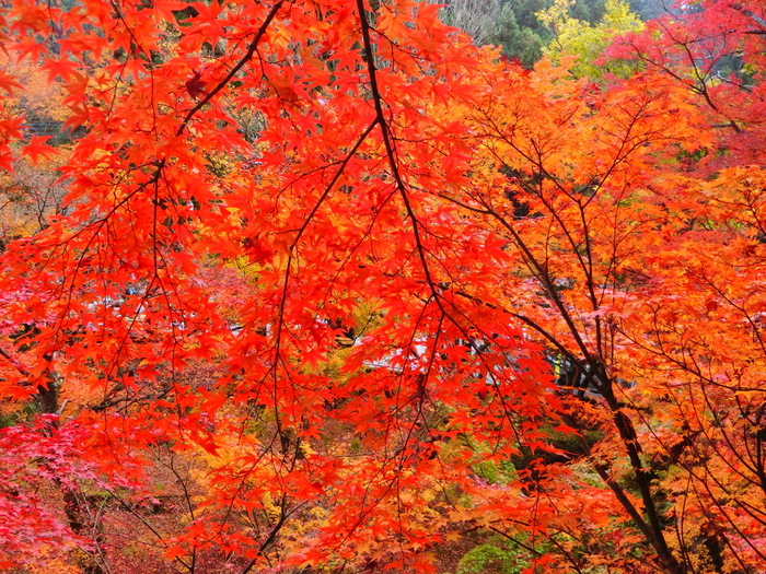 最高の紅葉
