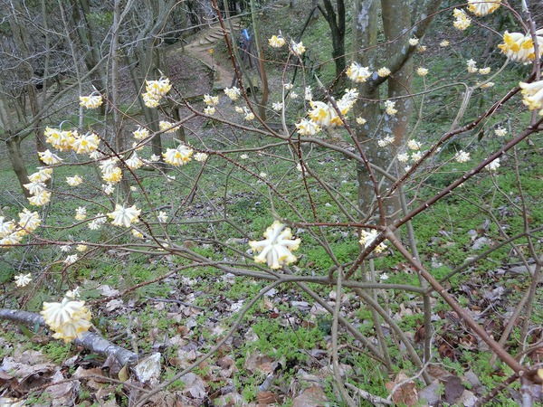 この花、何だ～